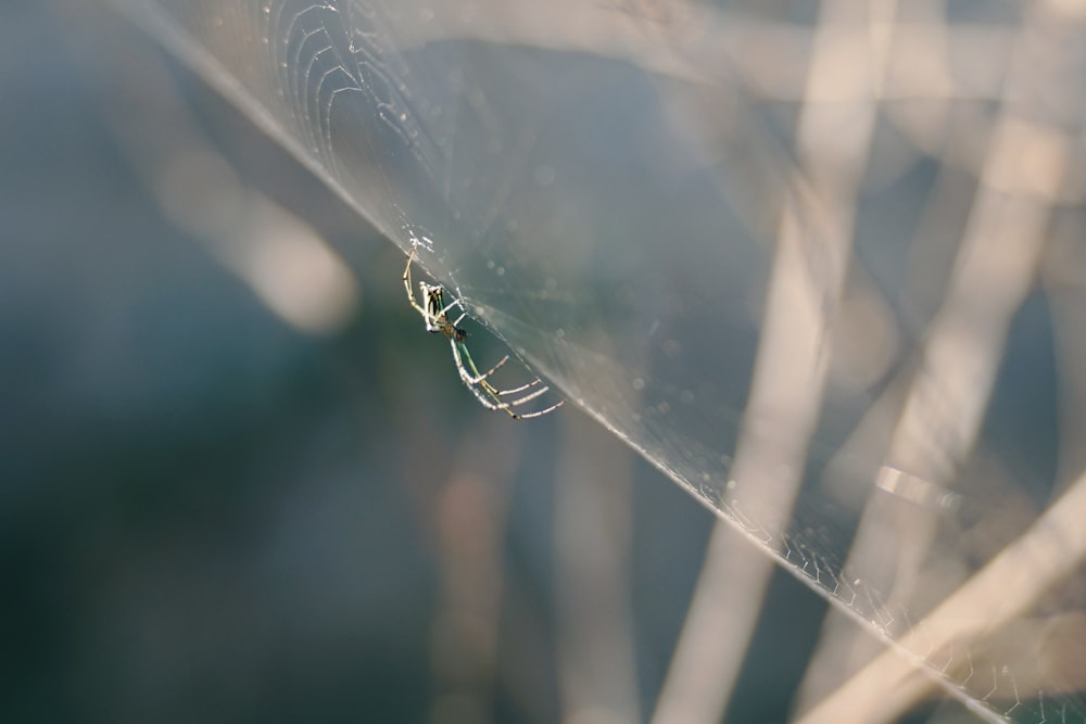 a close up of a spider on a web