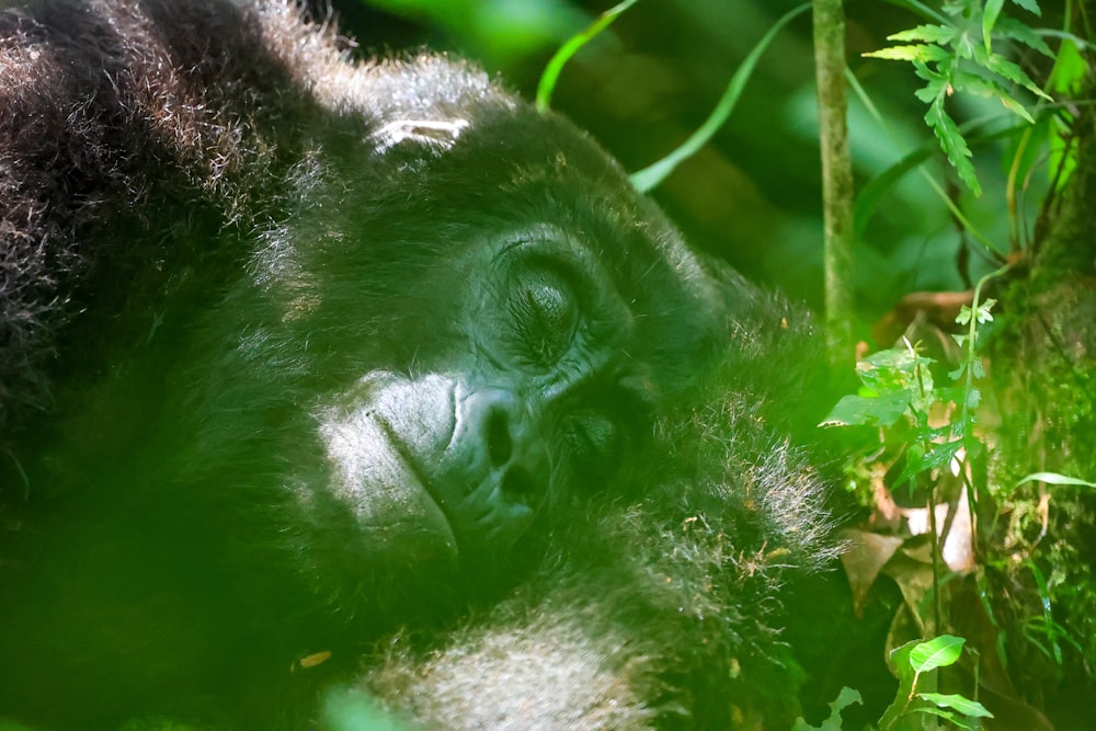 a close up of a monkey in a forest