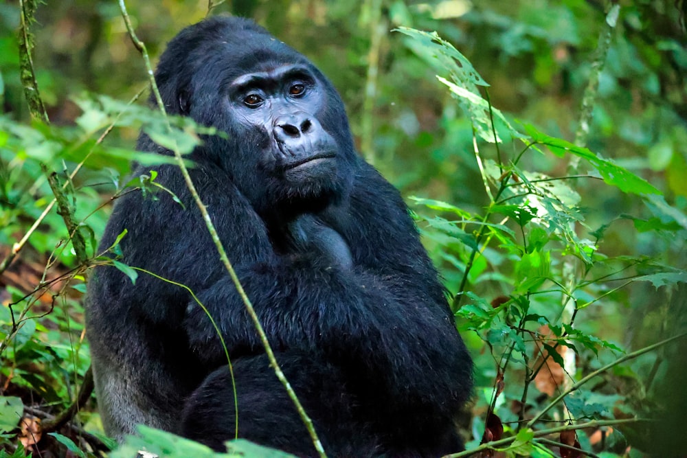 a gorilla sitting in the middle of a lush green forest