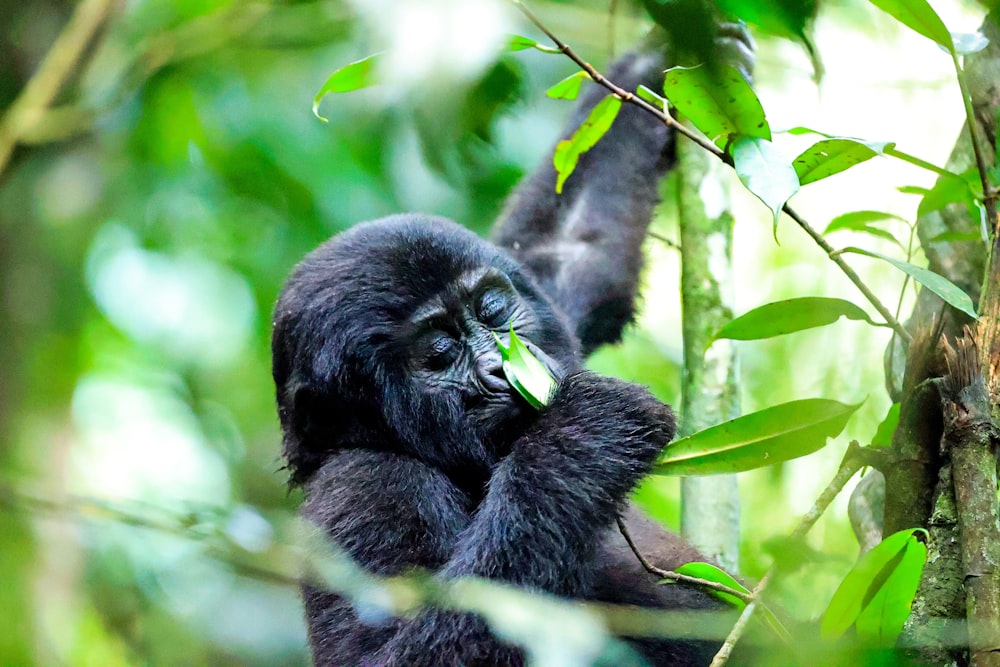a black gorilla eating leaves in a tree