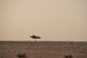 Marari