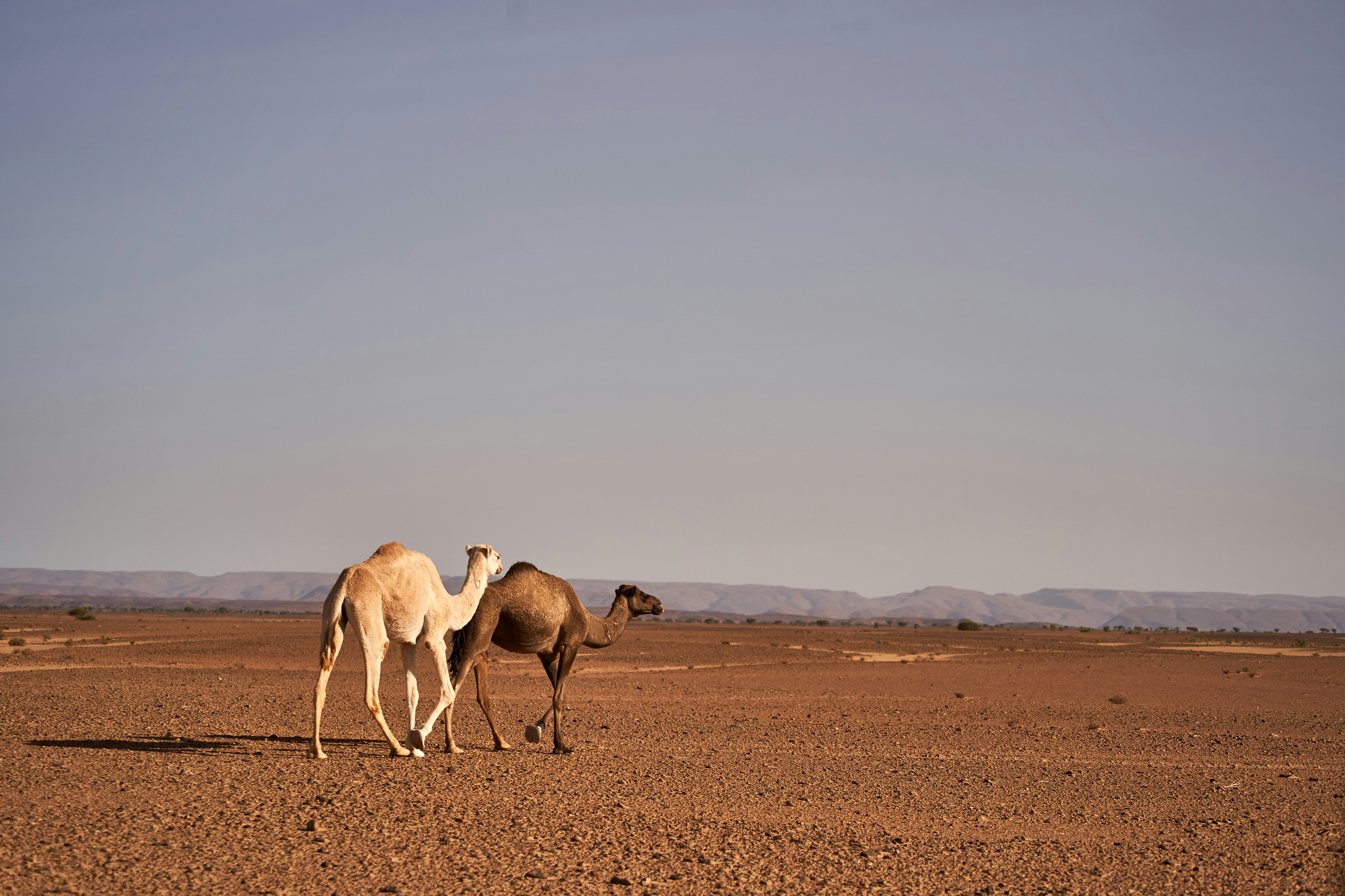 Photo by wolfgang_hasselmann