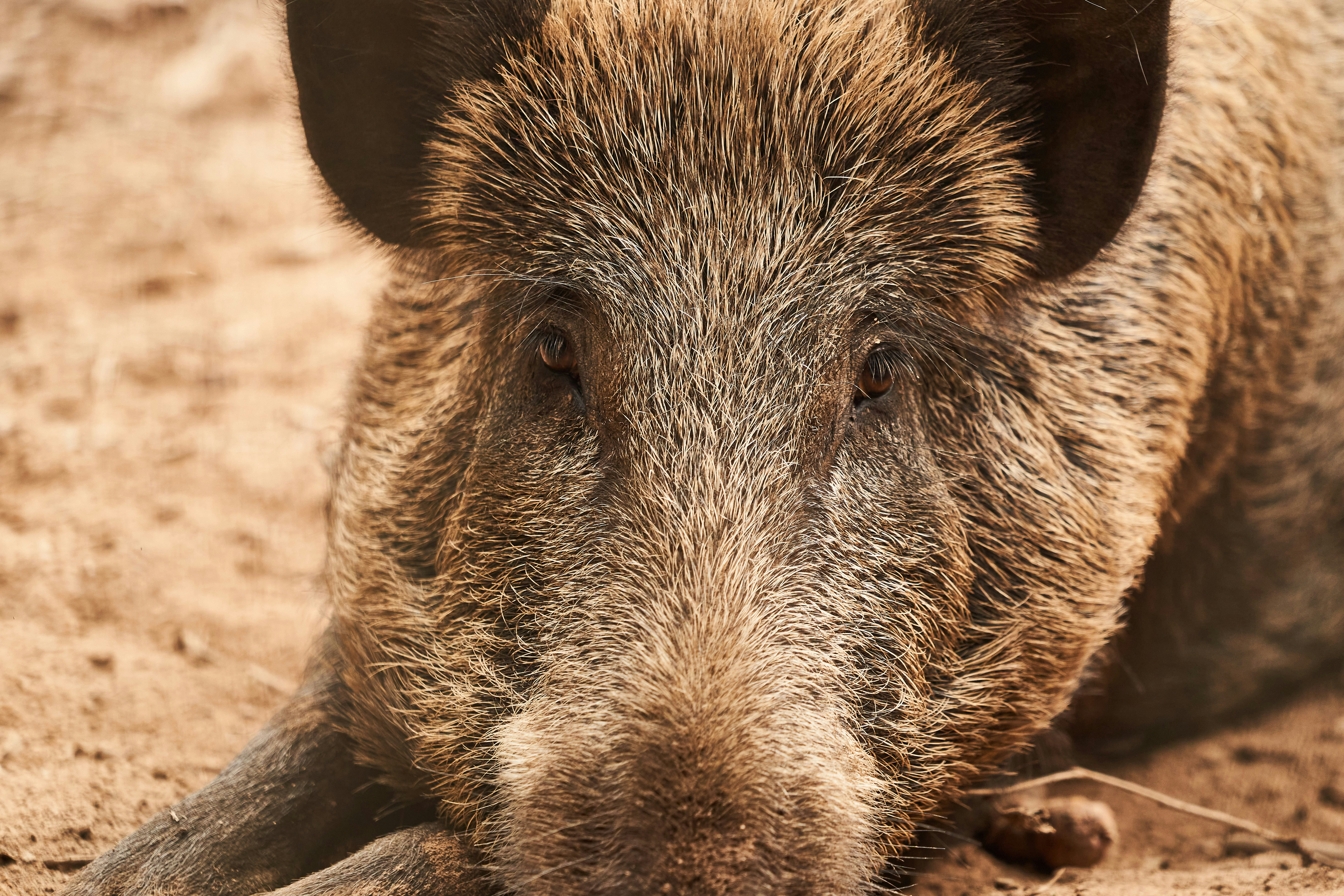 Photo by wolfgang_hasselmann