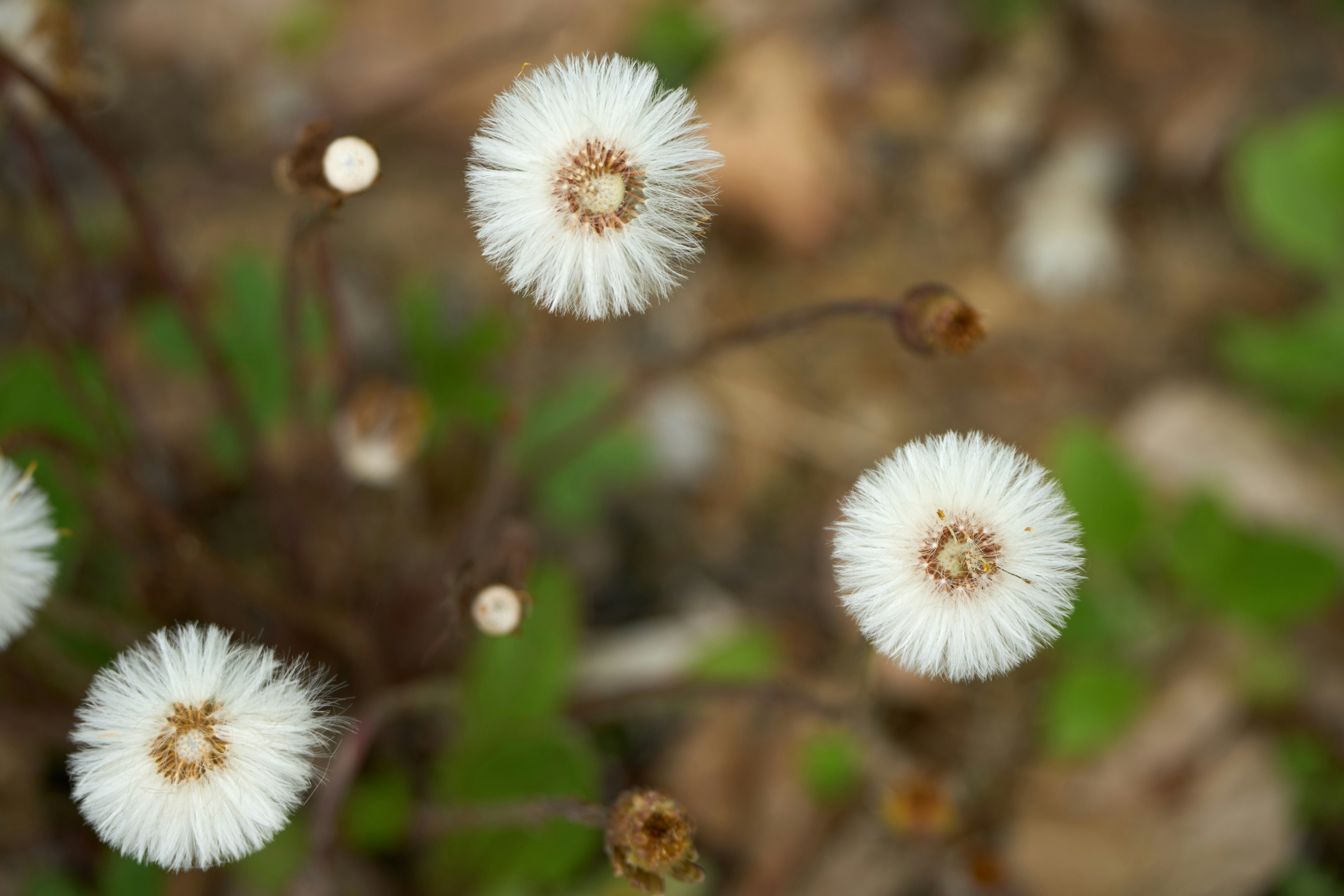 Photo by wolfgang_hasselmann