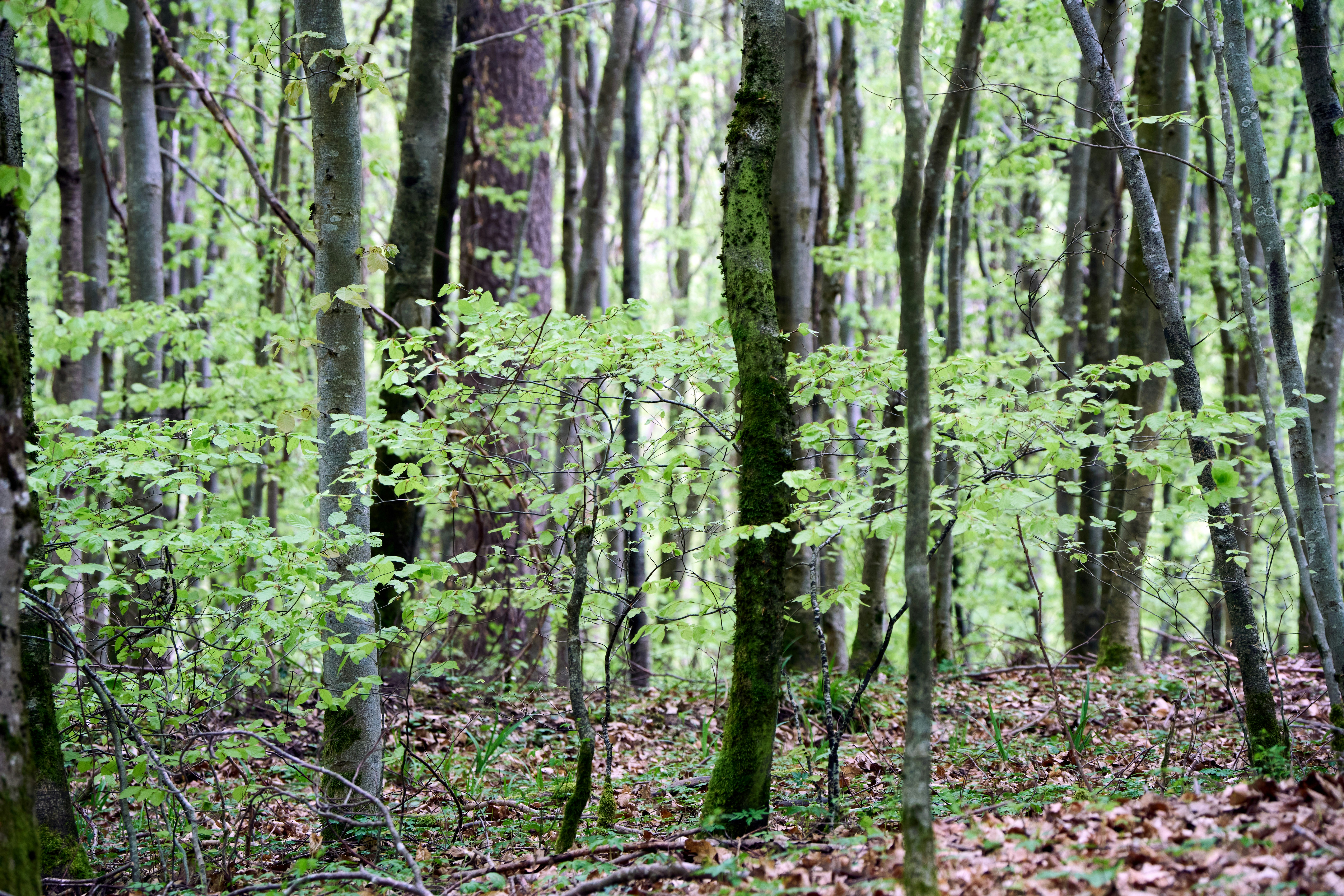 Photo by wolfgang_hasselmann