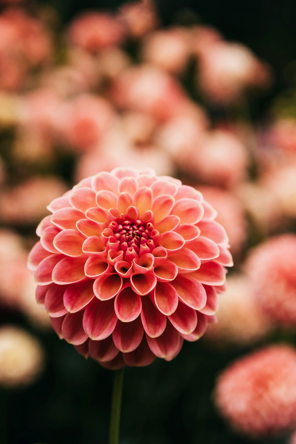 a close up of a pink flower with many other flowers in the background