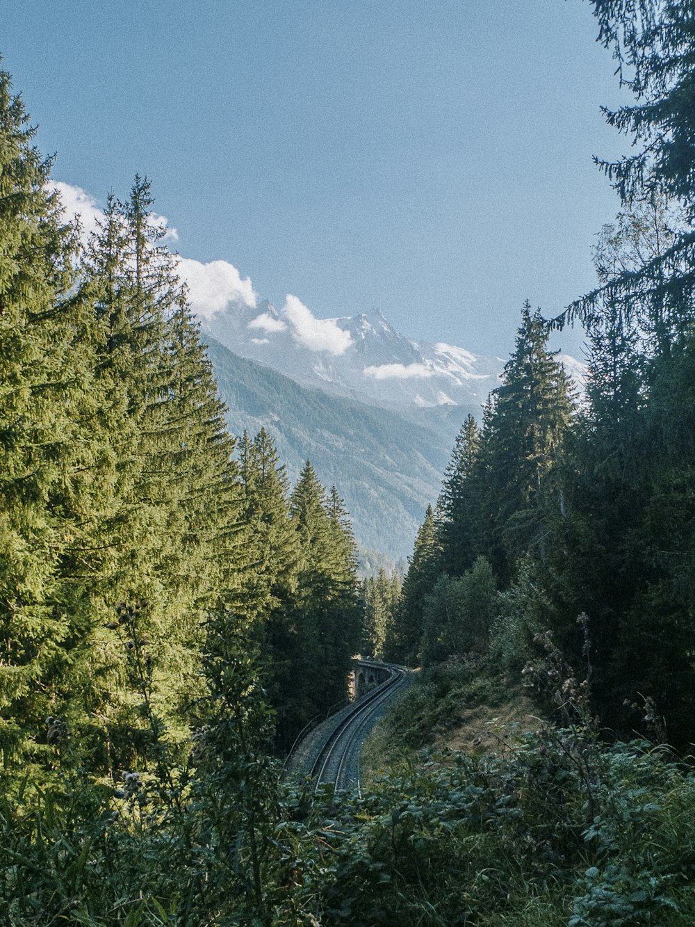 a train traveling through a lush green forest