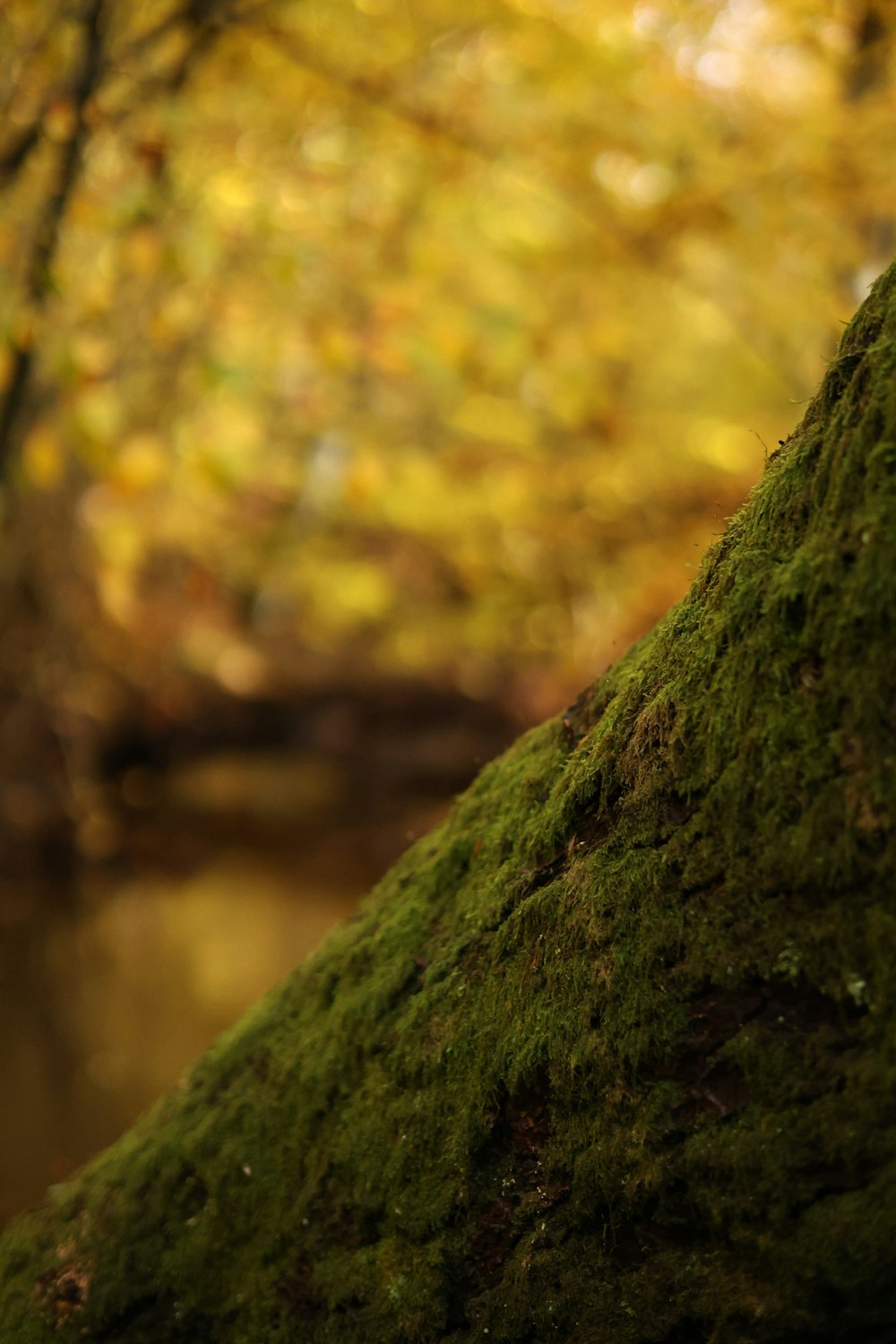 a close up of a moss covered tree trunk