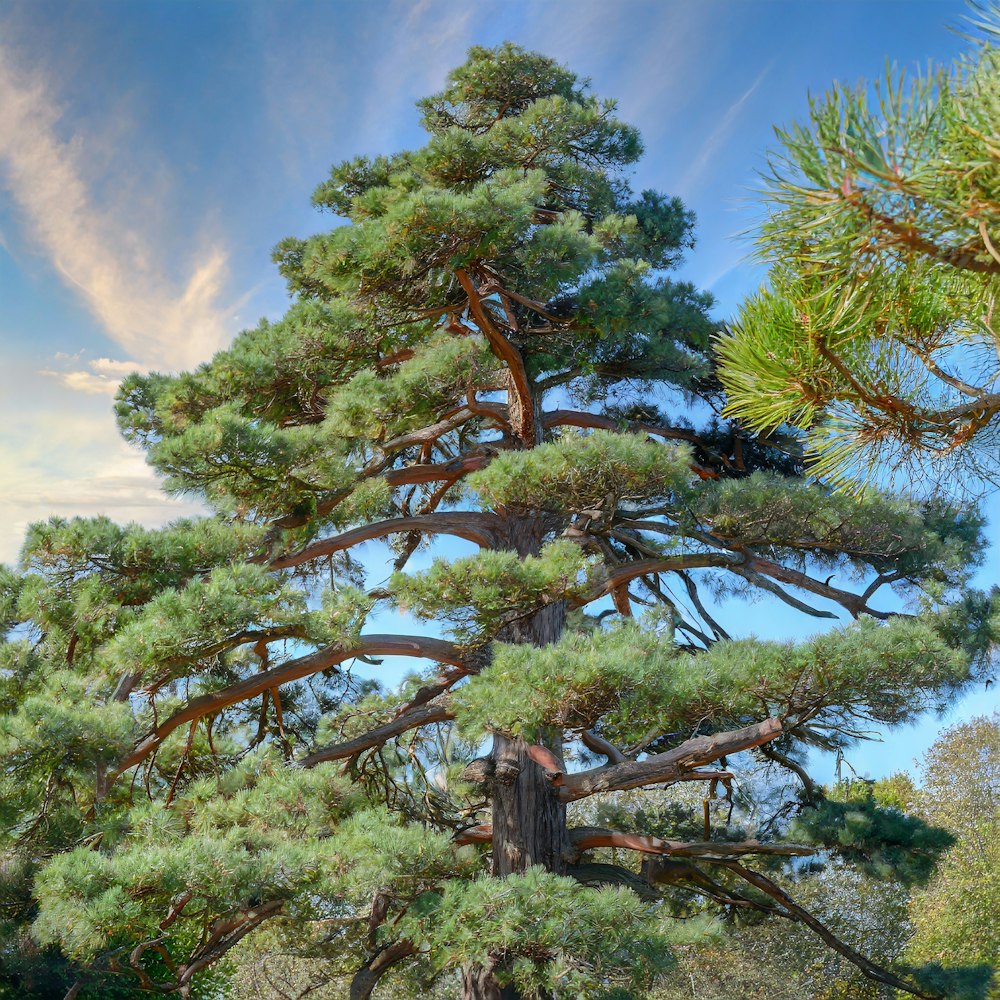 a large pine tree with lots of green leaves