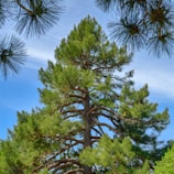 a tall pine tree sitting next to a lush green forest