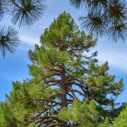 a tall pine tree sitting next to a lush green forest