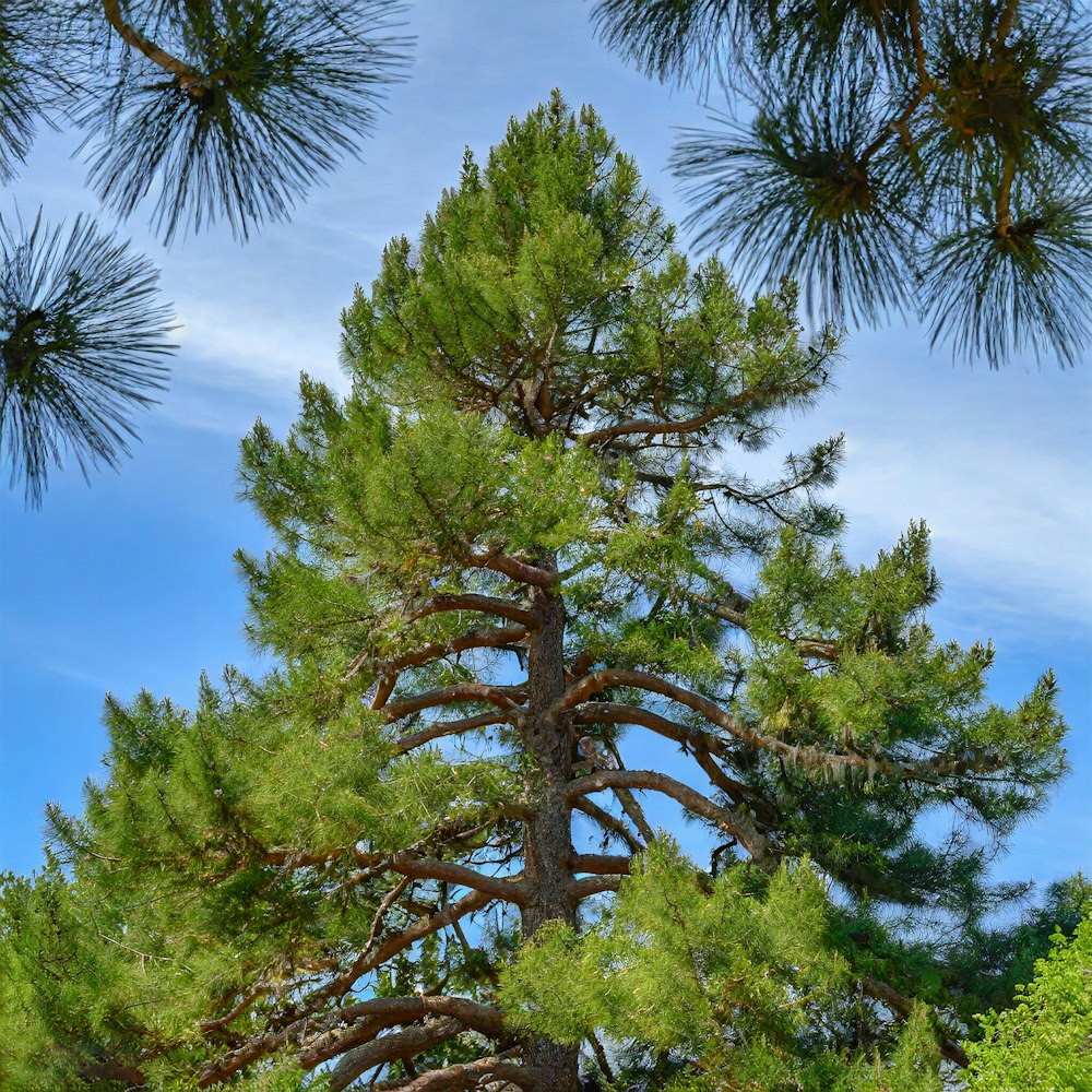 um pinheiro alto sentado ao lado de uma floresta verde exuberante