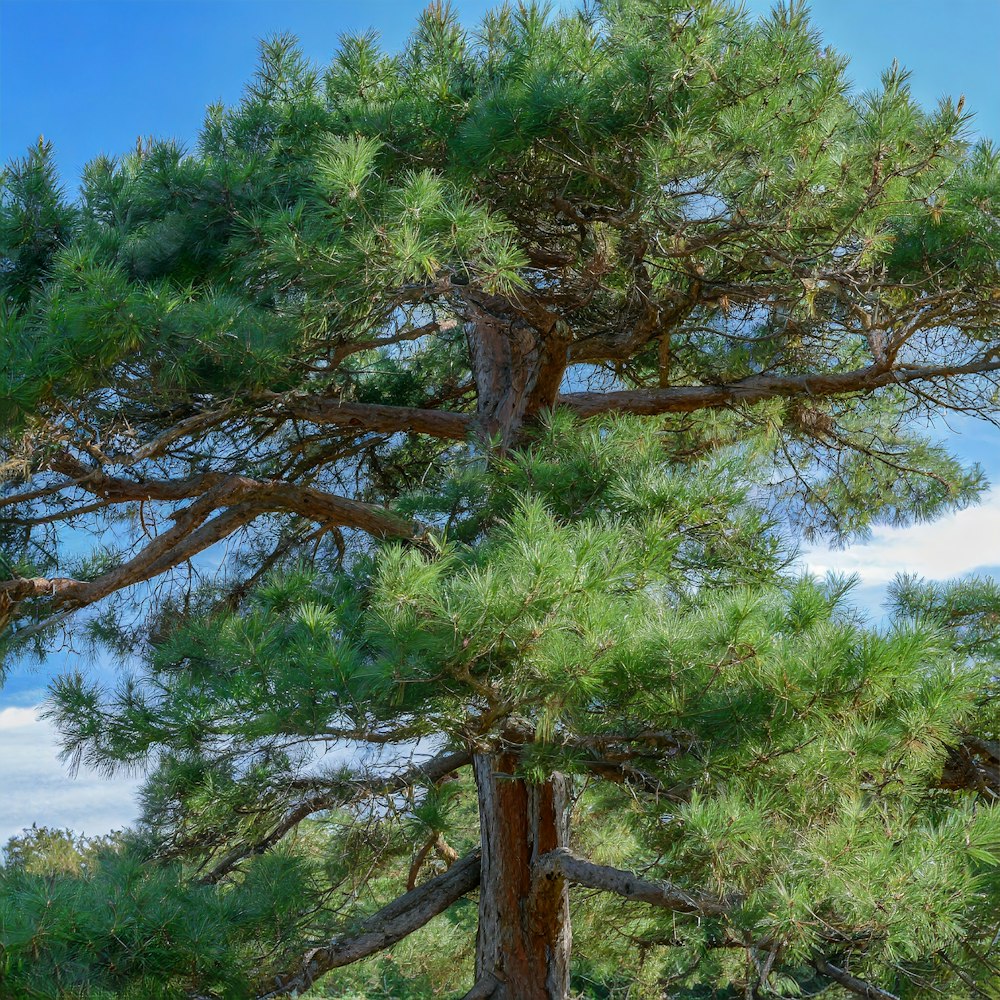 a large pine tree with lots of green leaves