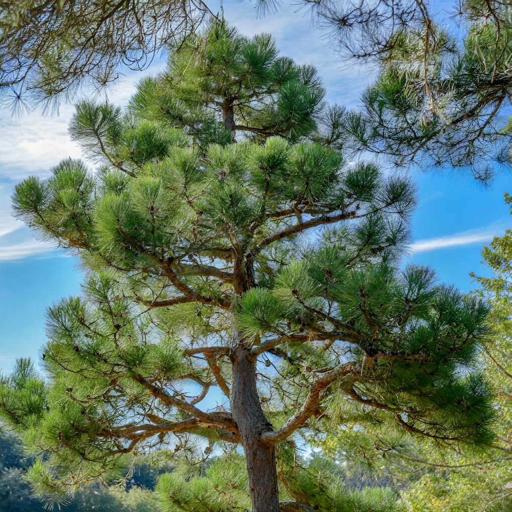 a large pine tree with lots of green leaves