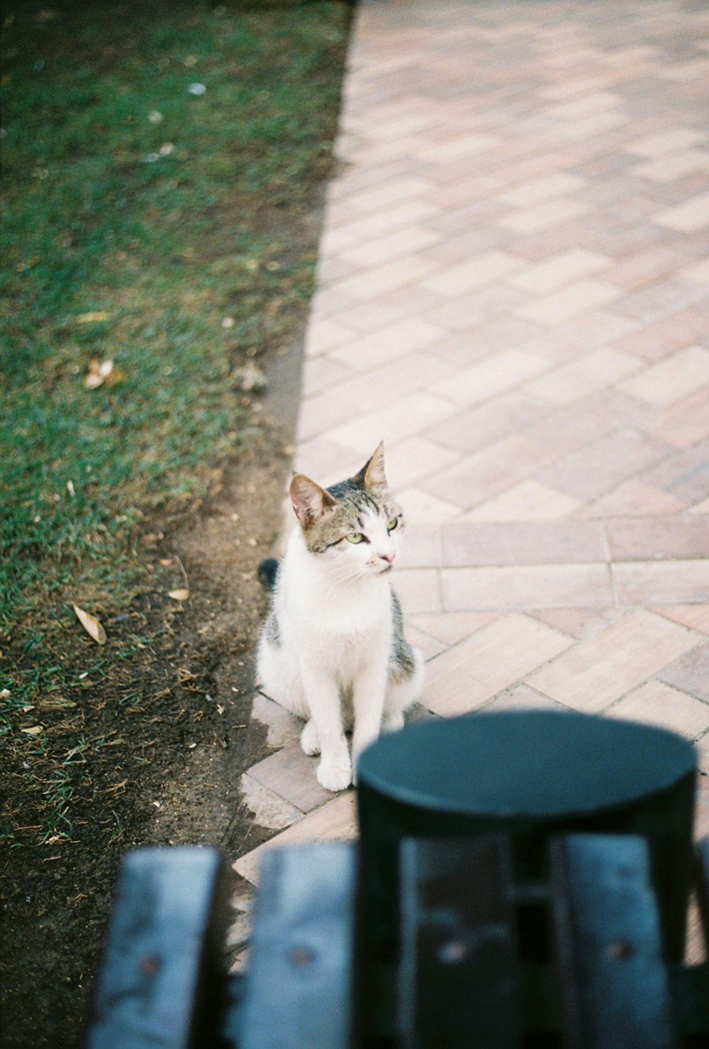 a cat sitting on the ground next to a bench