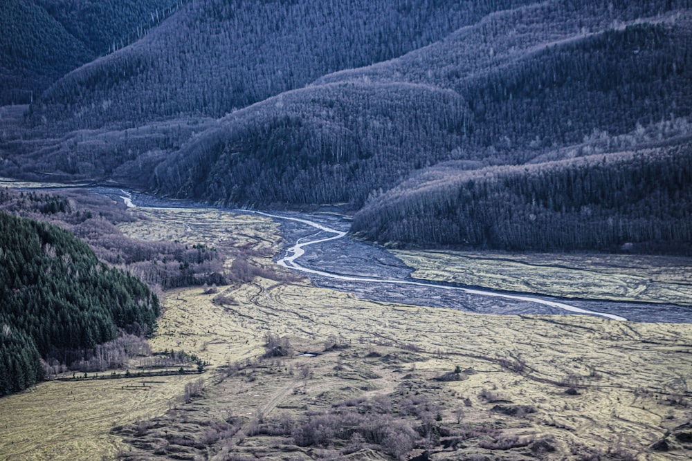 a river running through a lush green forest