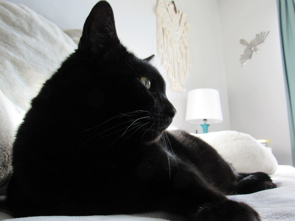 a black cat laying on top of a bed