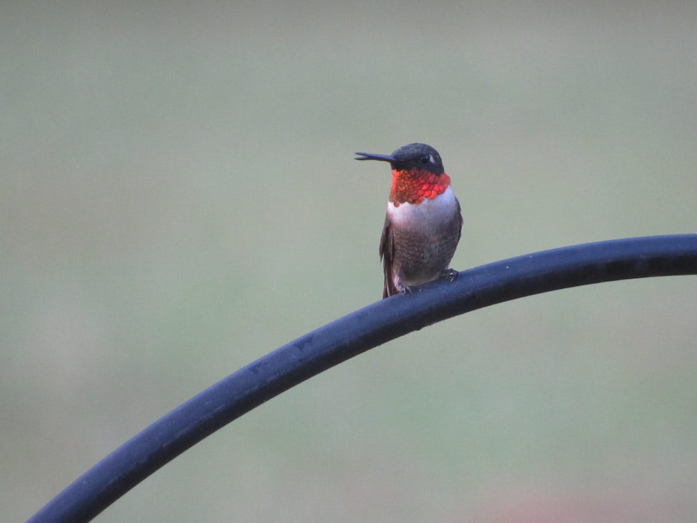 a hummingbird perched on top of a metal pole