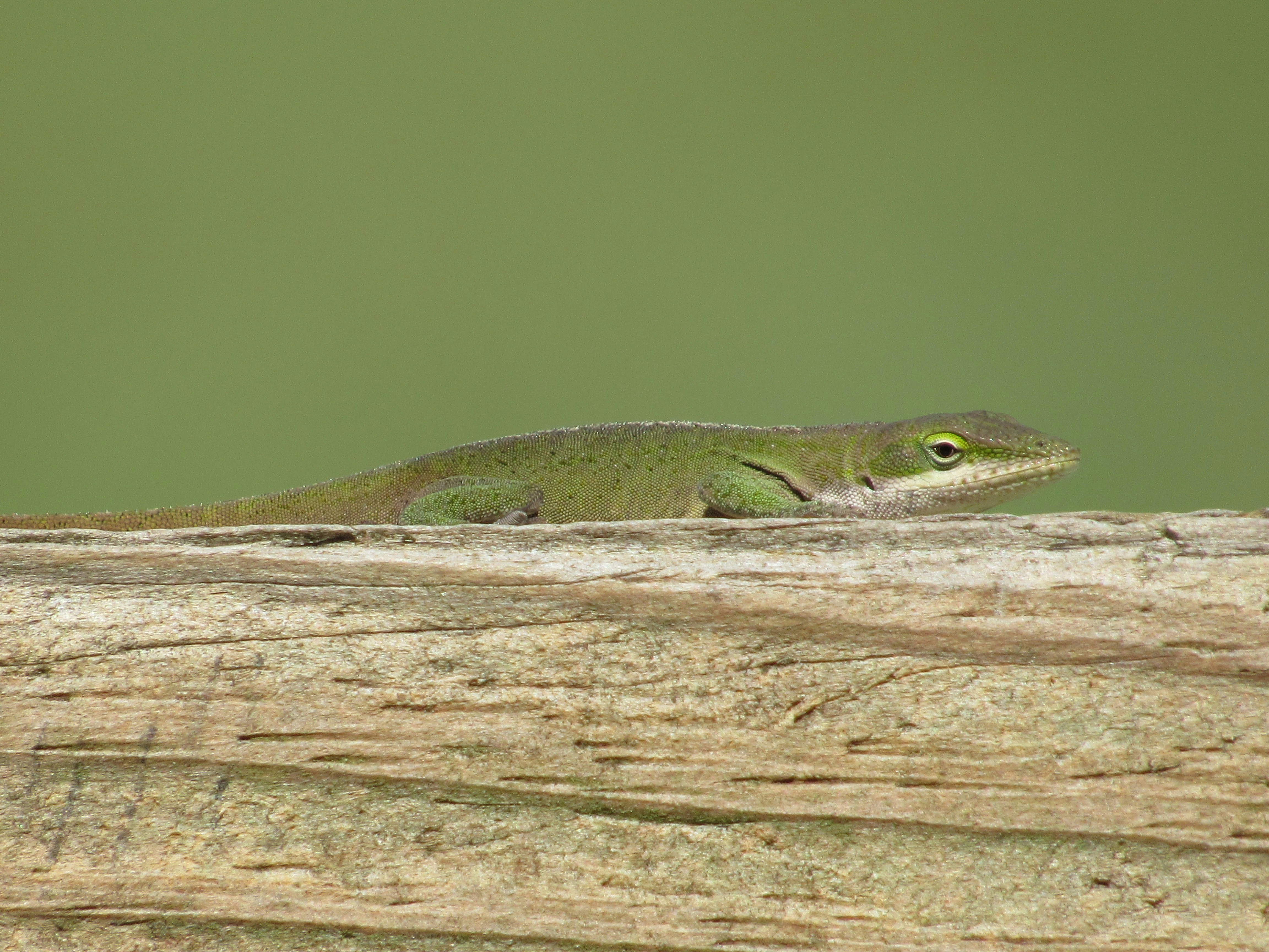a green lizard sitting on top of a wooden log