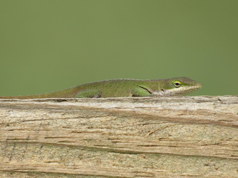 a green lizard sitting on top of a wooden log