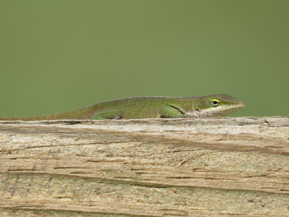 um lagarto verde sentado em cima de um tronco de madeira