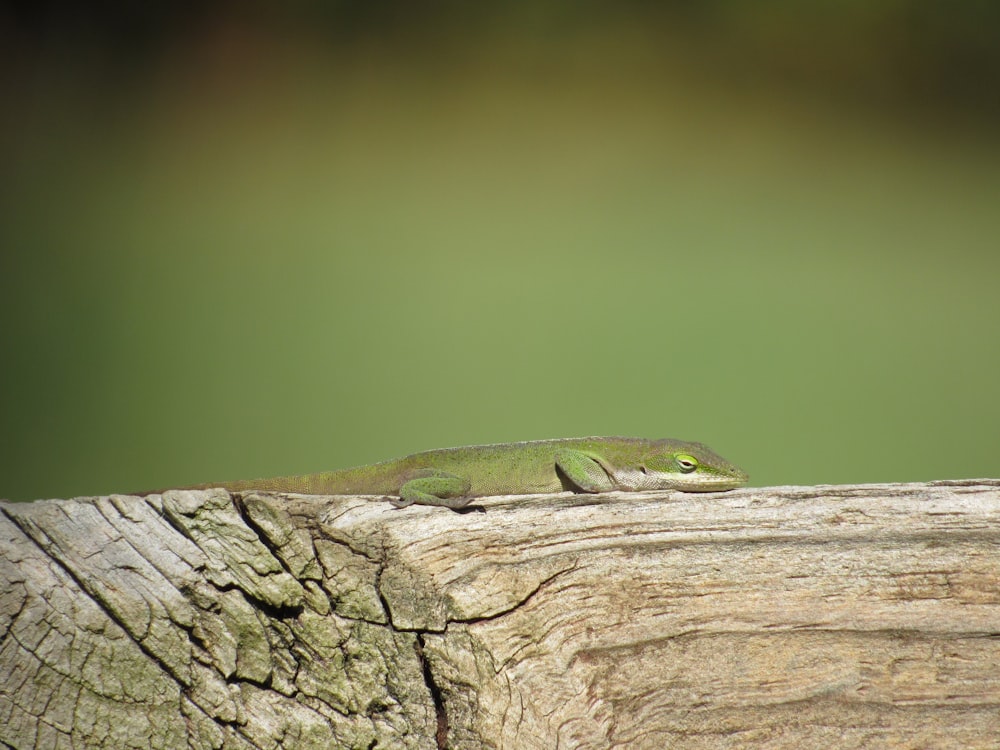 Una lucertola verde è seduta su un pezzo di legno