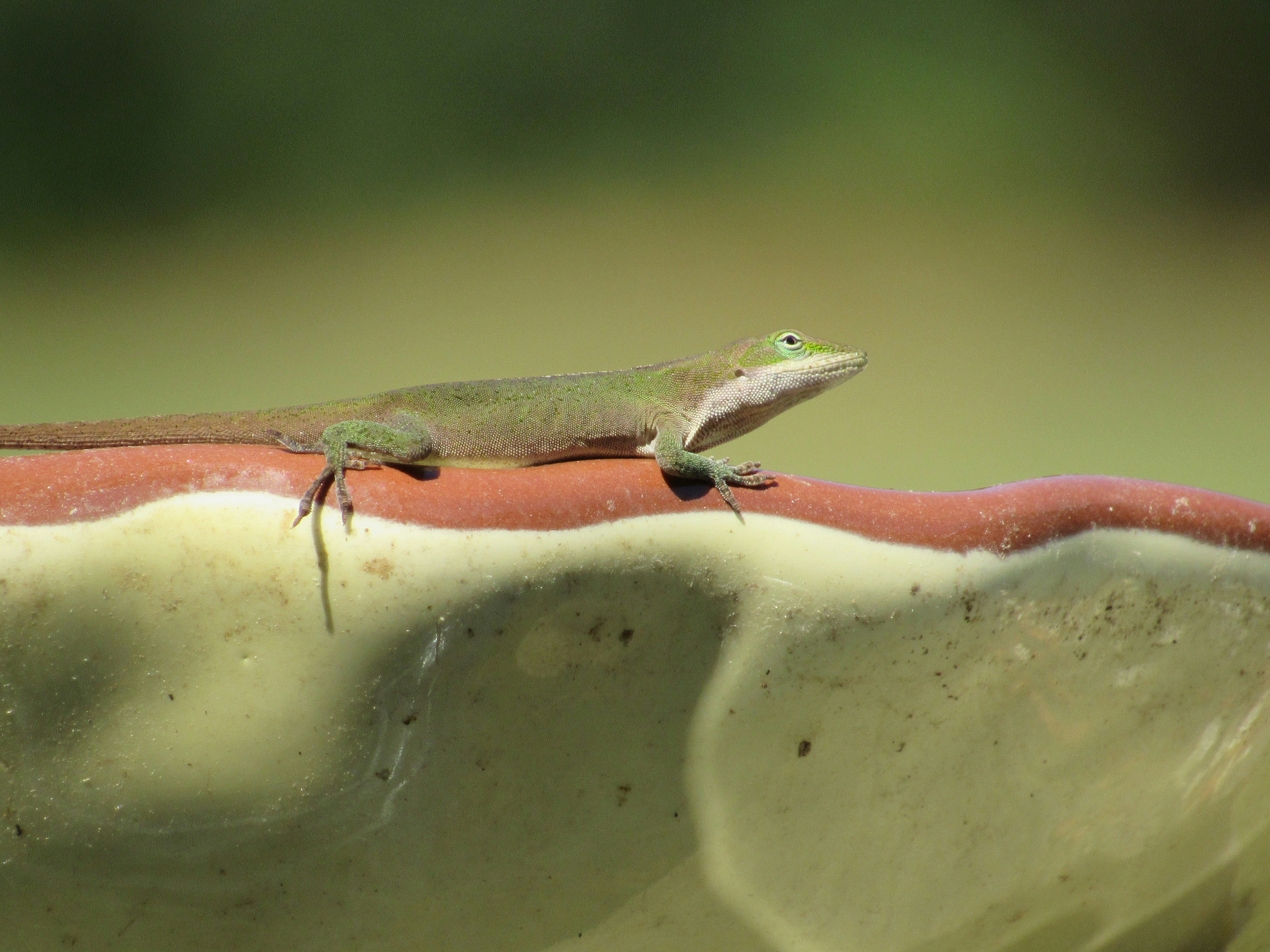 a lizard is sitting on top of a plant