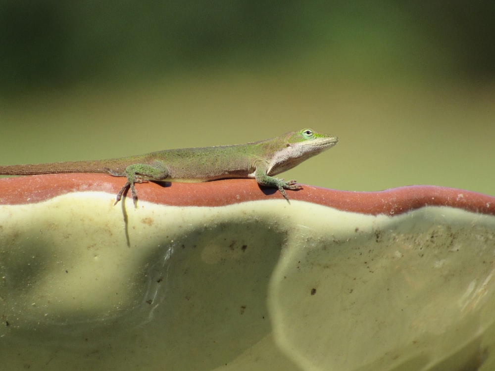 a lizard is sitting on top of a plant