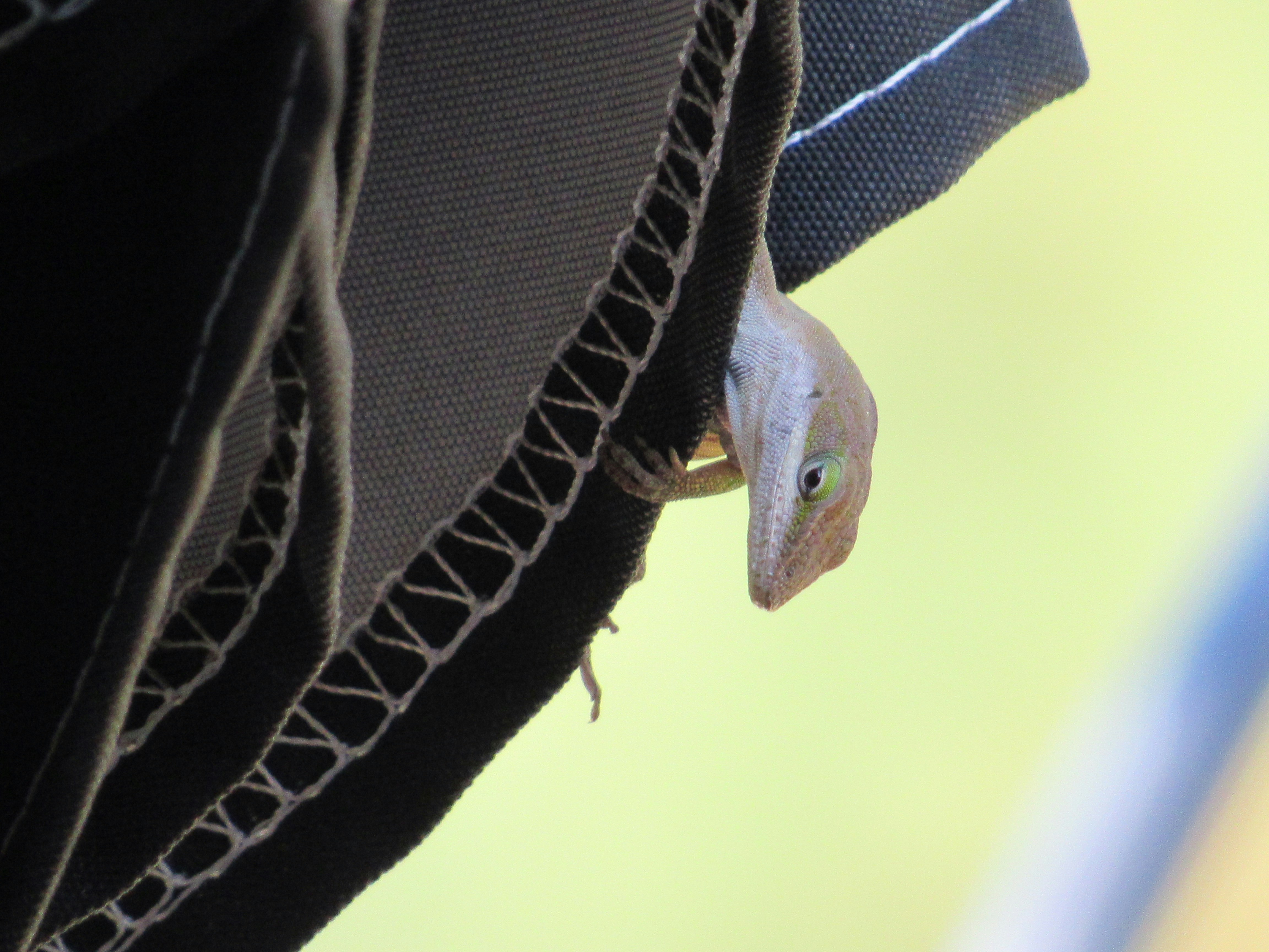 a close up of a small lizard peeking out of a pocket