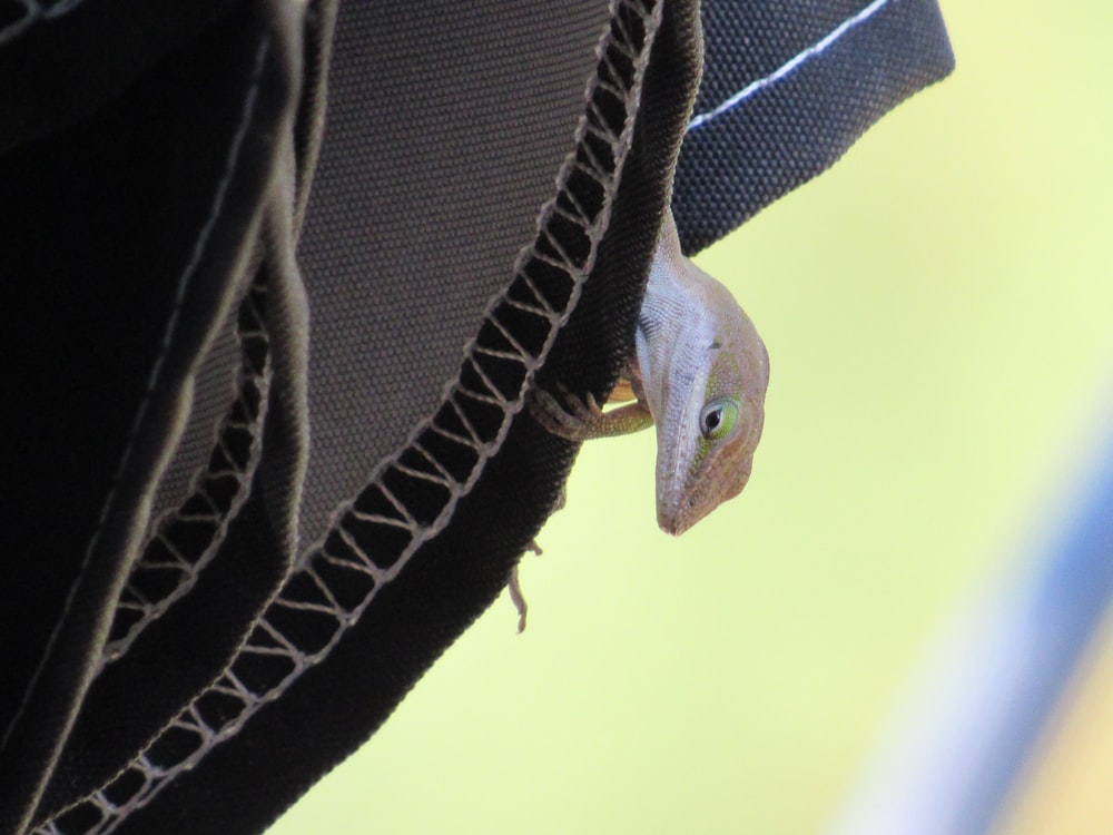 a close up of a small lizard peeking out of a pocket
