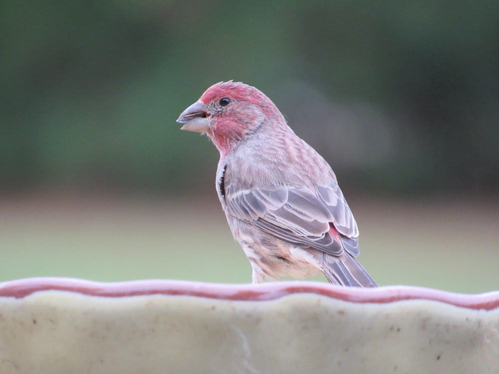 a small bird sitting on top of a bowl