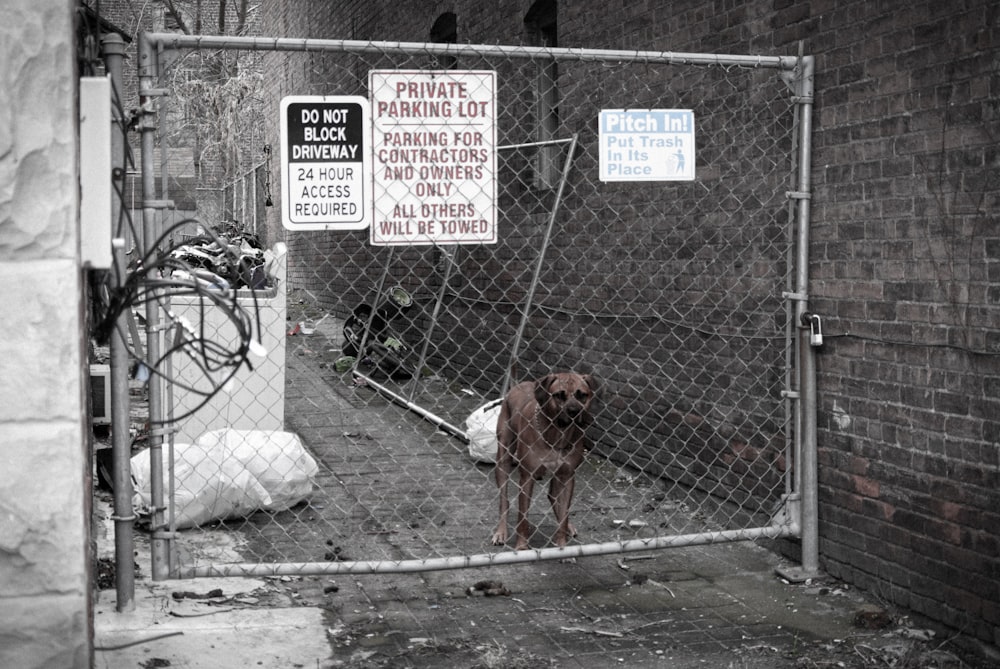 um cachorro em pé atrás de uma cerca de elo de corrente