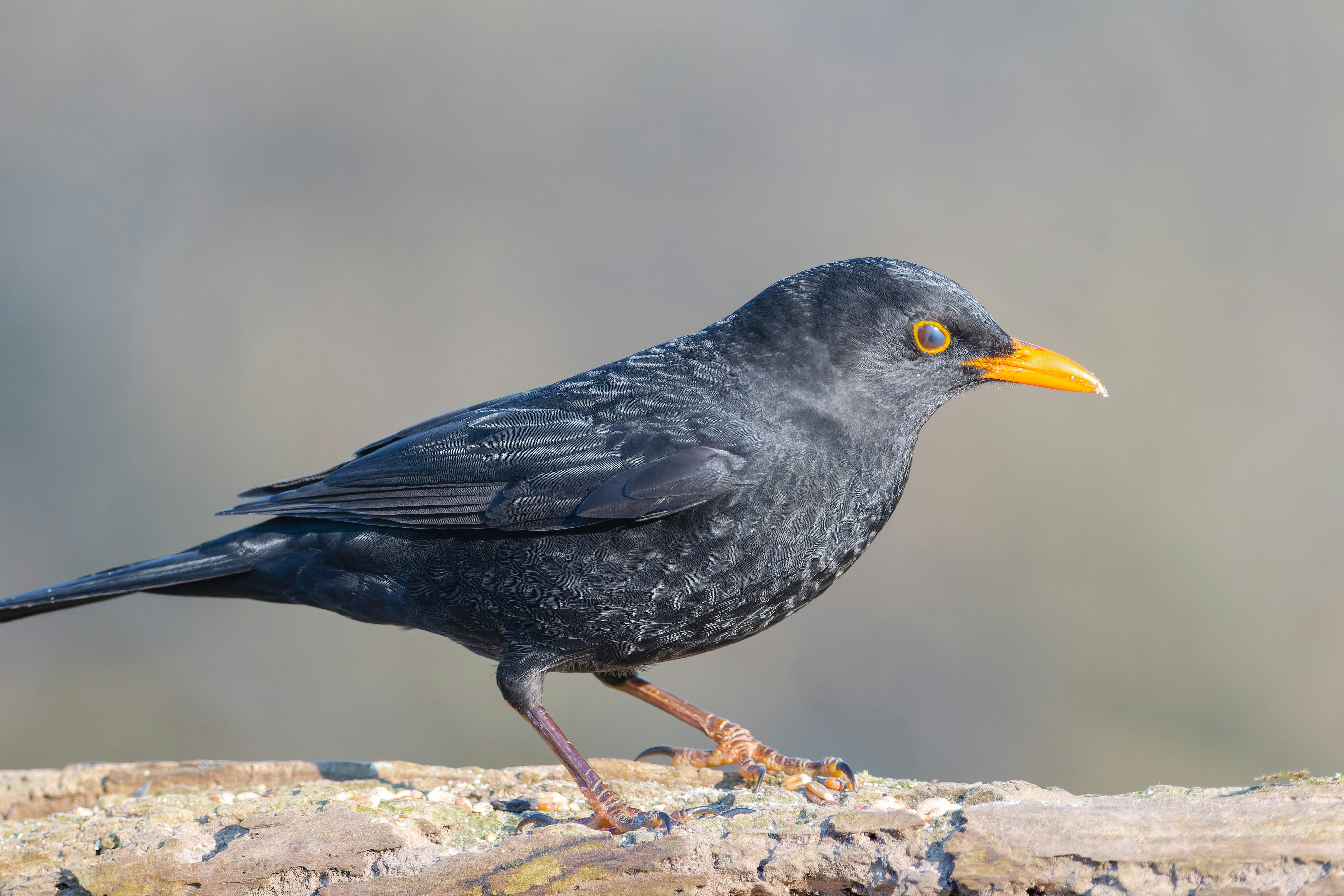 a black bird with a yellow beak standing on a rock