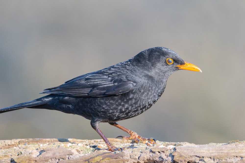 a black bird with a yellow beak standing on a rock