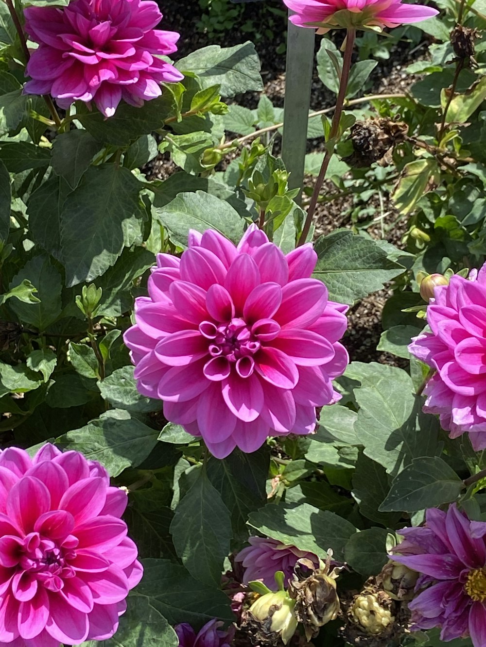 a bunch of purple flowers in a garden