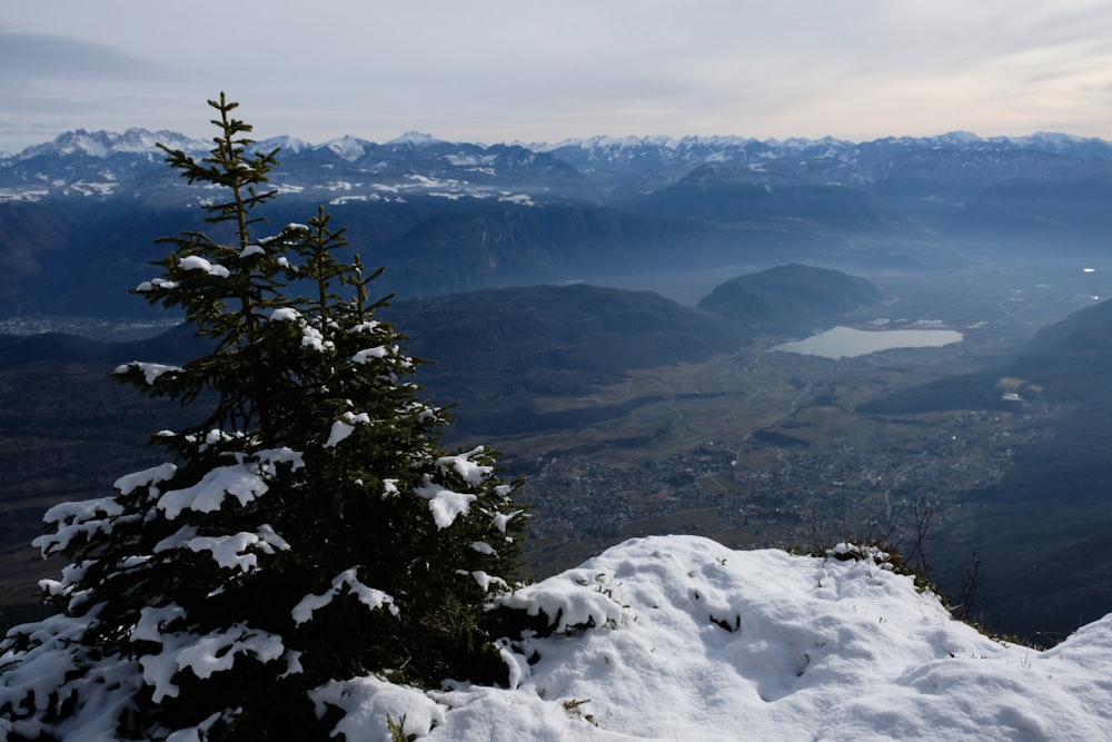 a view of a snowy mountain with a tree in the foreground