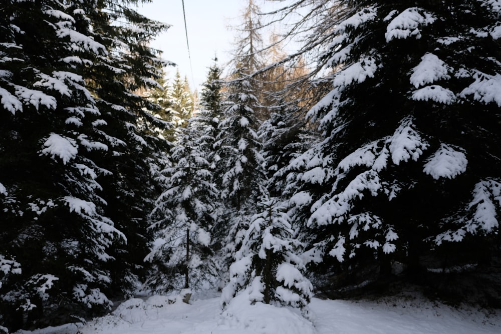 a snow covered forest filled with lots of trees