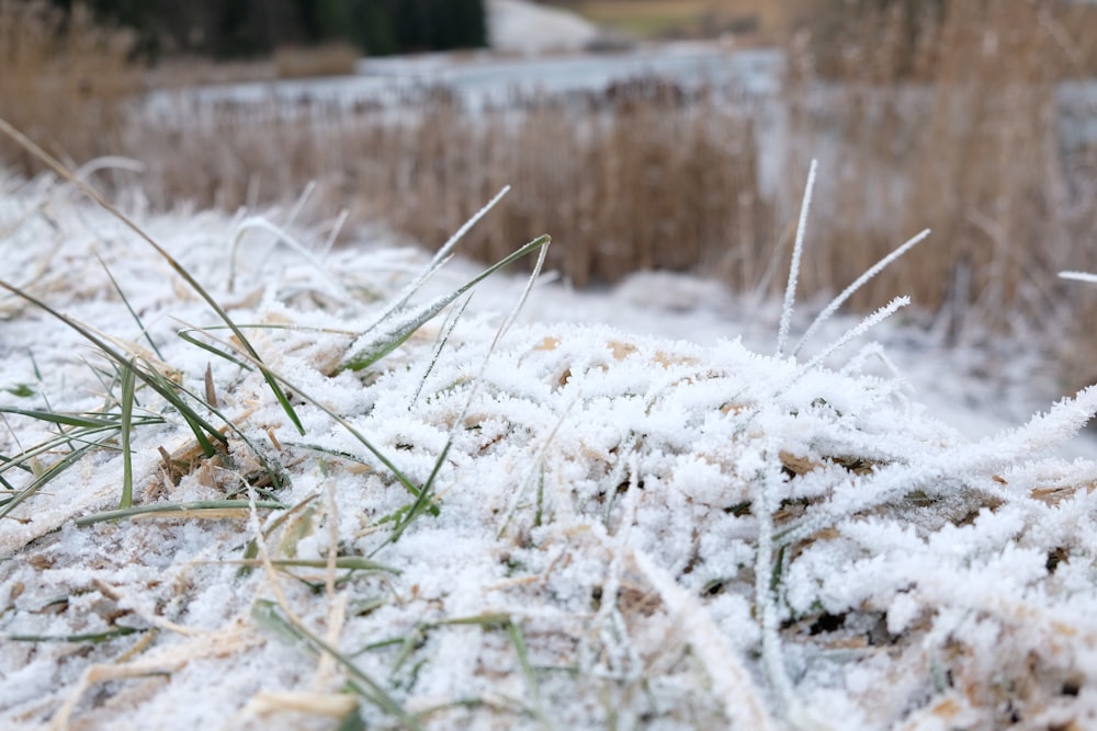 the grass is covered in ice and snow