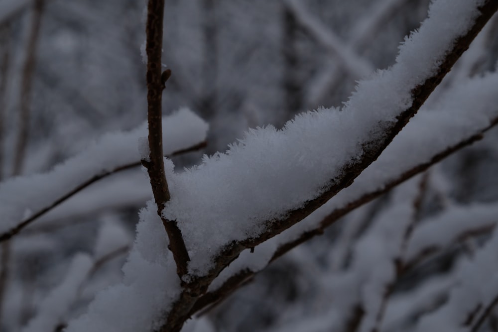 a tree branch covered in snow in a forest
