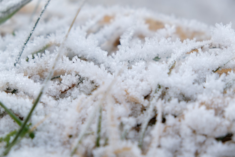 a close up of some grass covered in snow