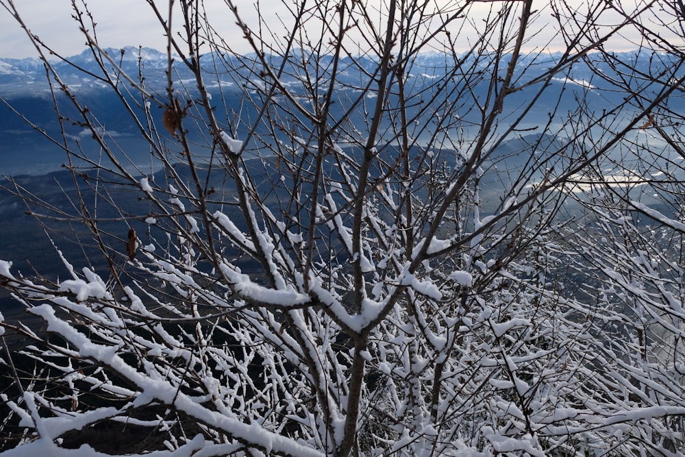 a snow covered tree with mountains in the background