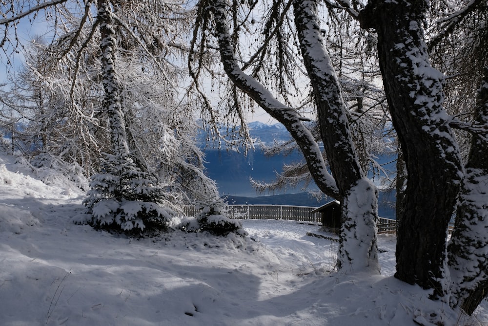 a snowy landscape with trees and a fence