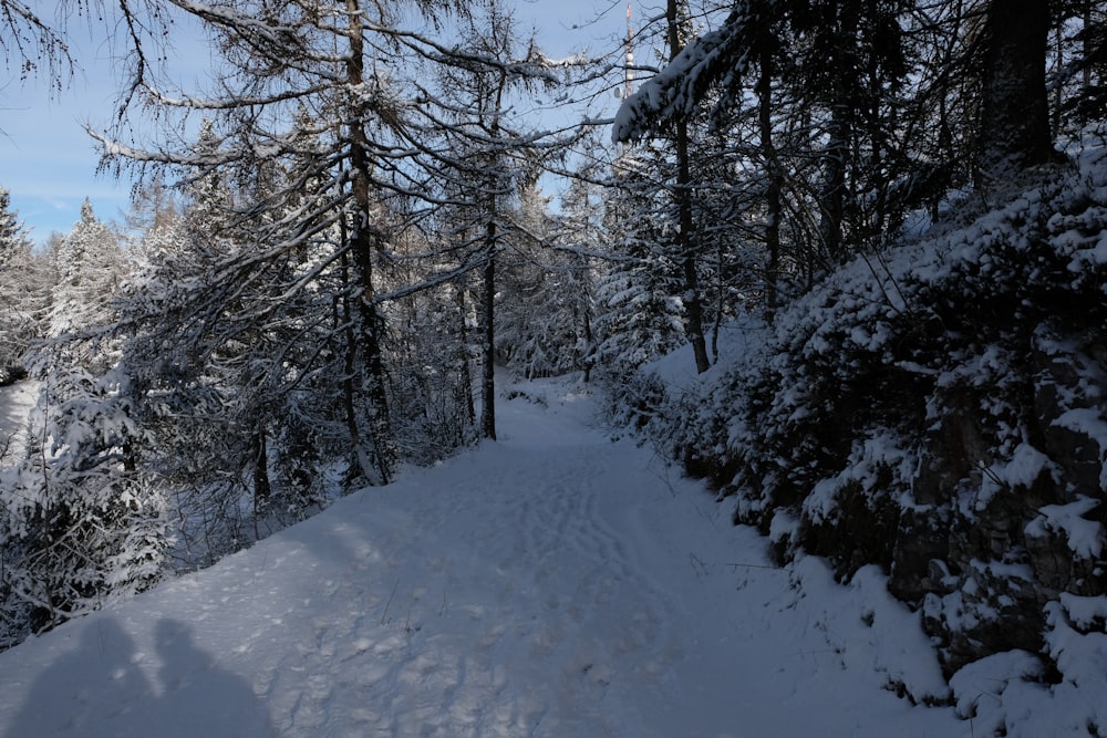 a snow covered path in the middle of a forest