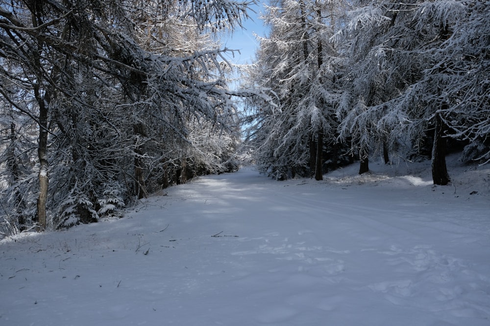 a path through a snowy forest with lots of trees