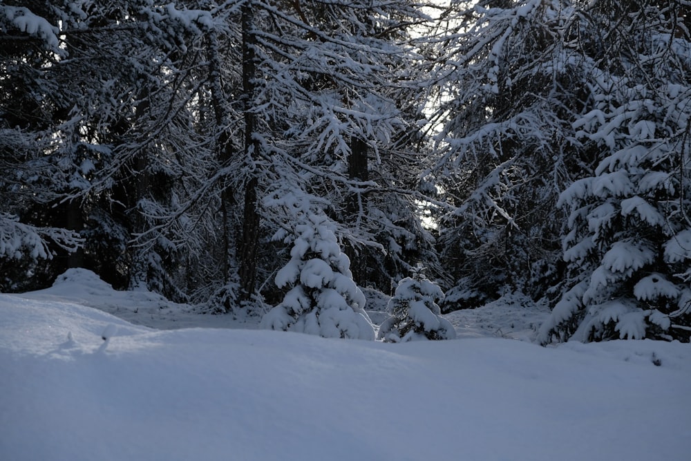 a snow covered forest filled with lots of trees