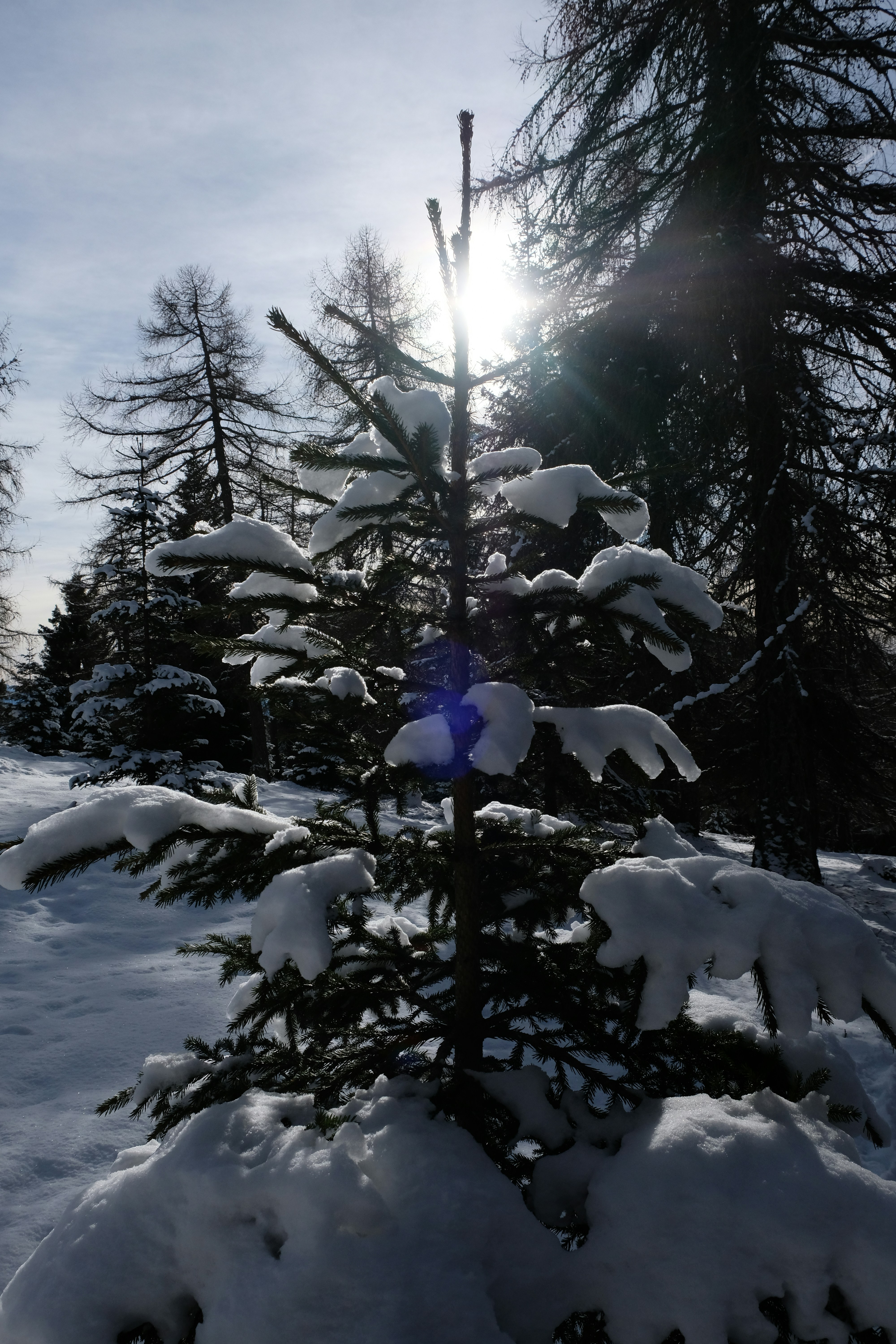 a snow covered pine tree with the sun in the background
