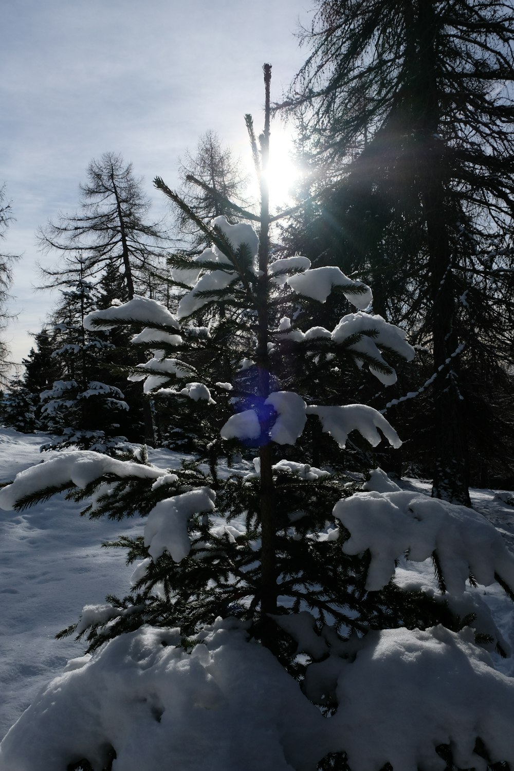 a snow covered pine tree with the sun in the background