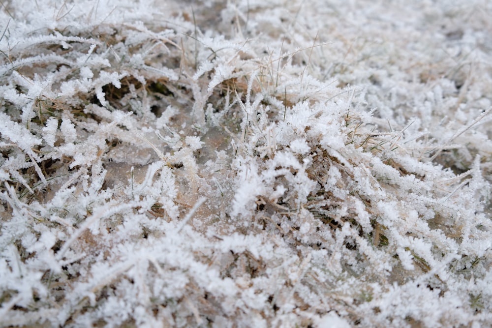 a close up of a bunch of grass covered in snow