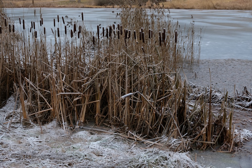 a bunch of plants that are sitting in the snow