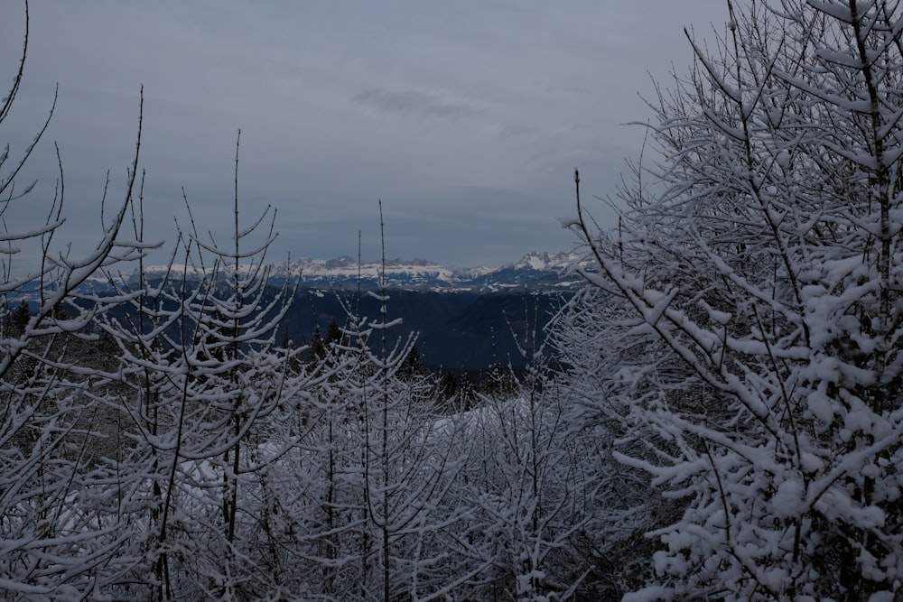 a view of a snowy mountain range from a distance